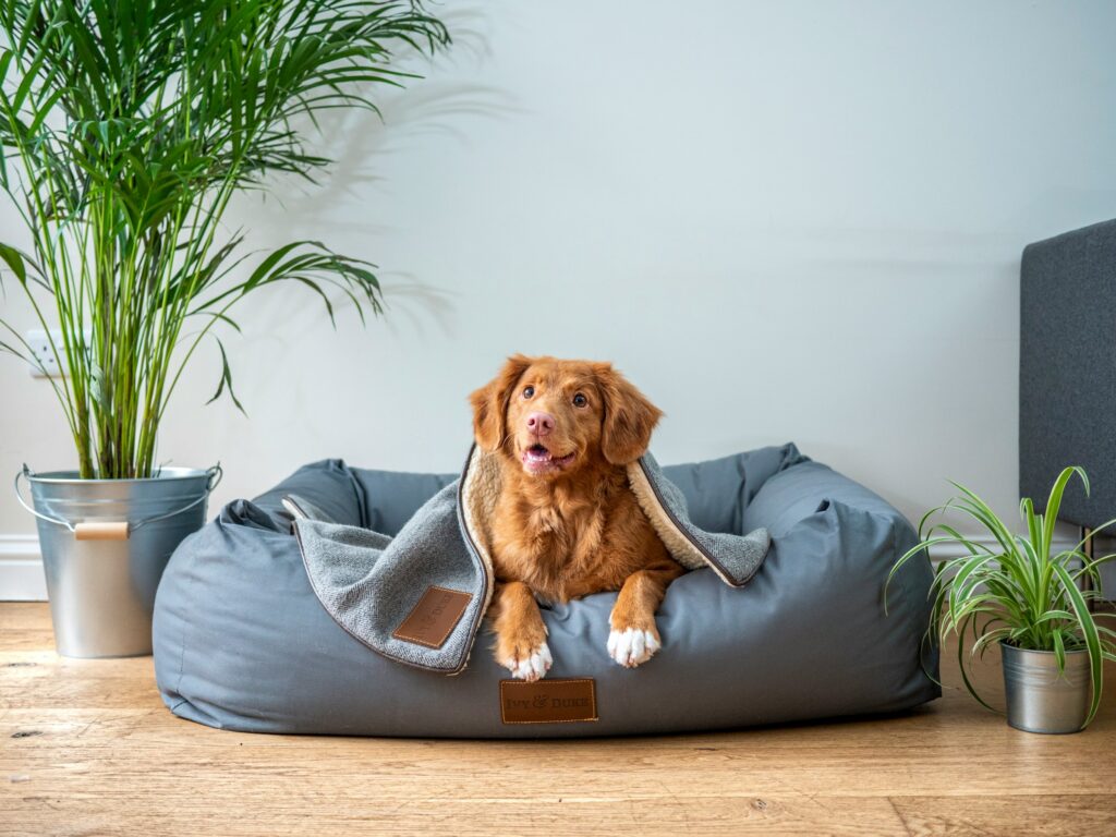 dog closet