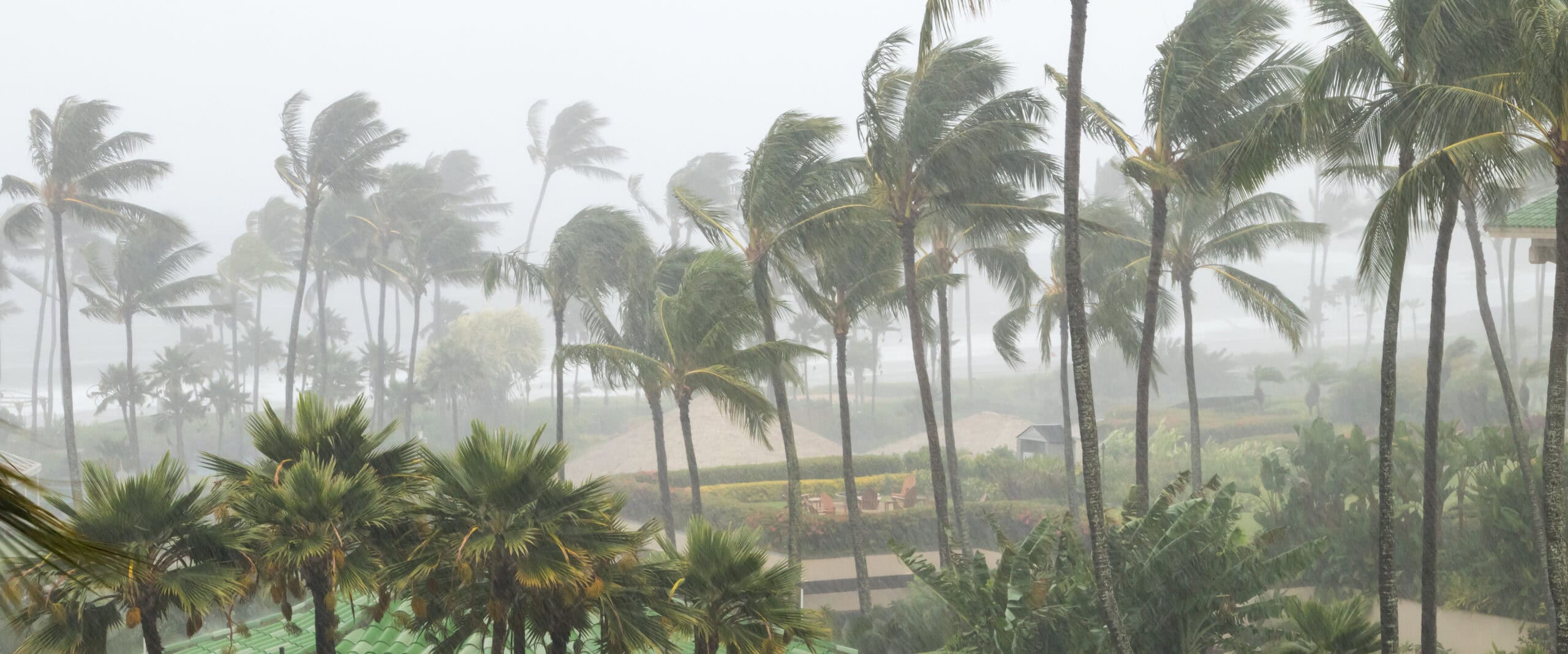 Palm trees blowing in the wind and rain as a hurricane approaches