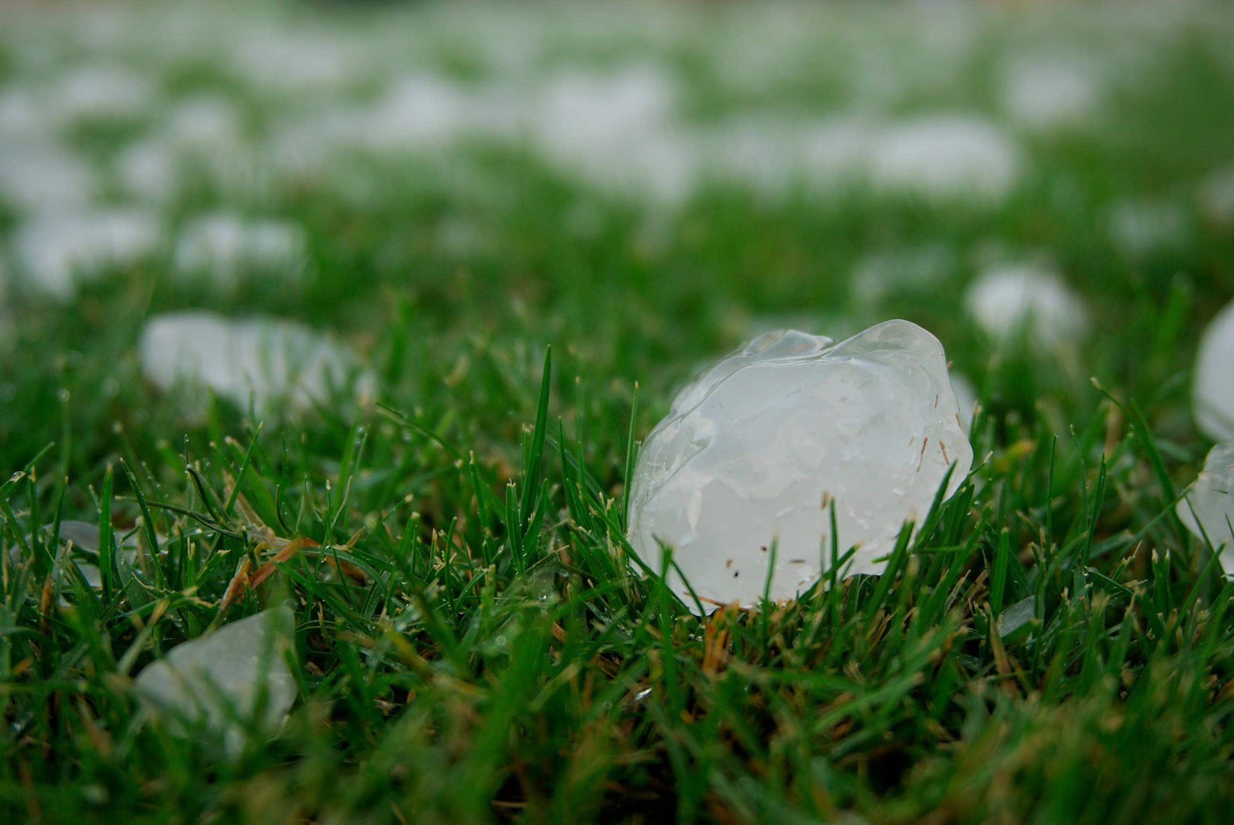large hailstones in the grass